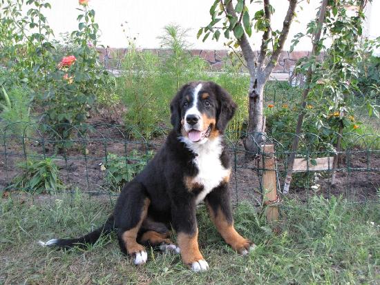   Dizel,    3,5 .